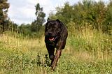 CANE CORSO 902